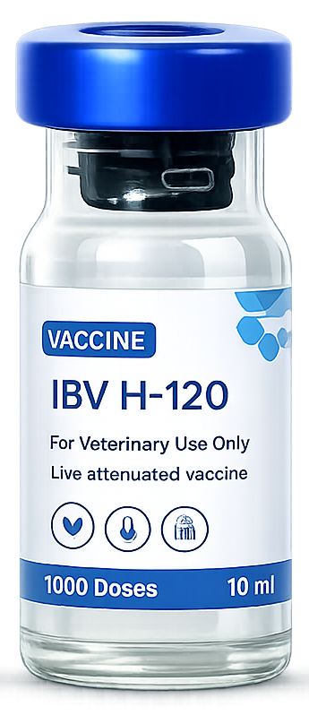 IBV H-120 واکسن
